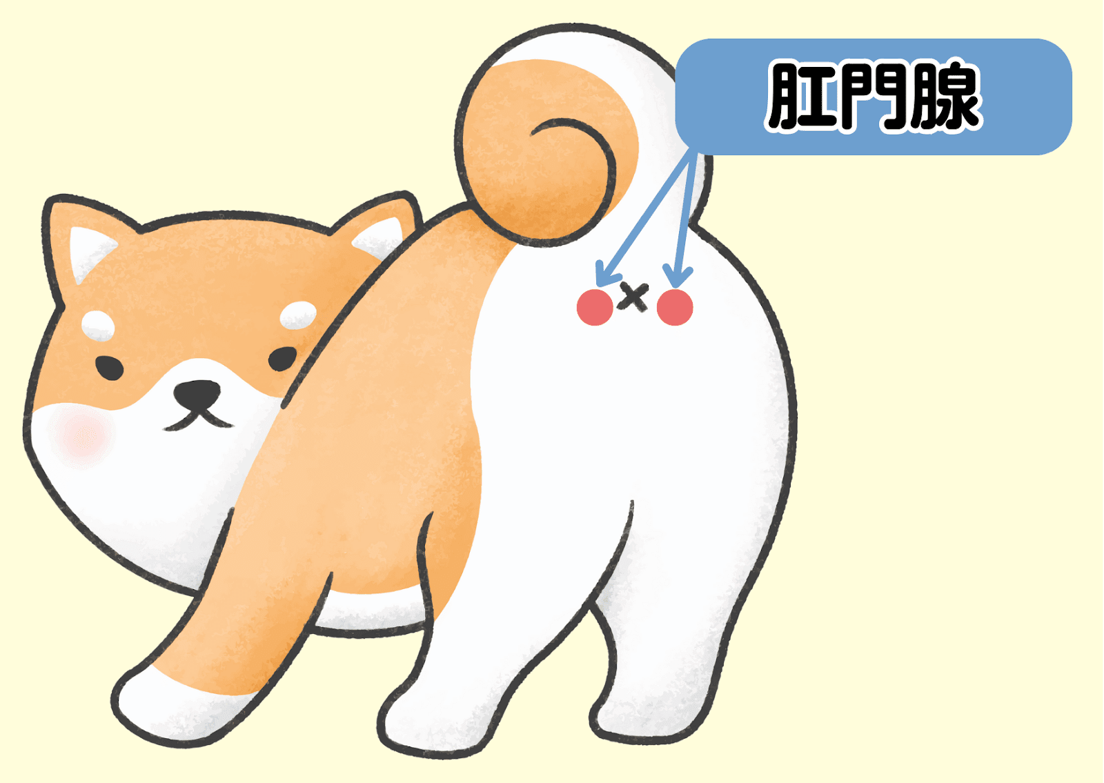肛門腺の場所を表してるイラスト