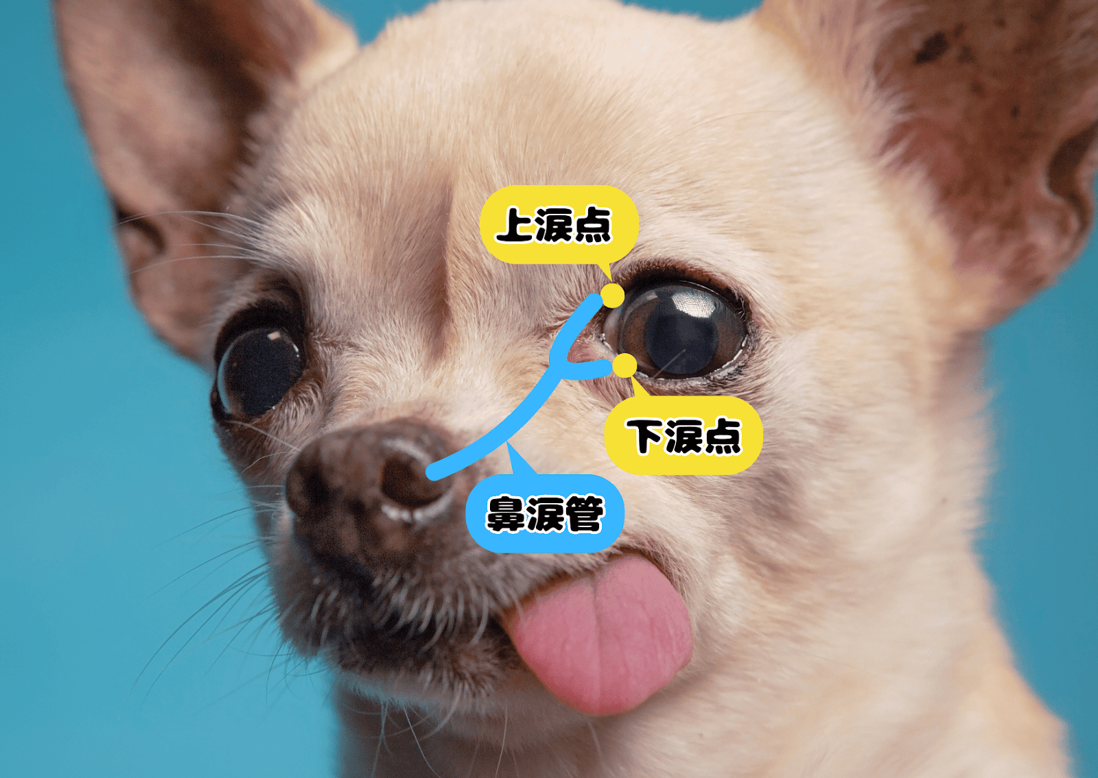 犬の目の解剖図。涙やけに関わる「上涙点」「下涙点」と、涙を鼻へ流す「鼻涙管」の位置を示したチワワの顔面アップ写真。
